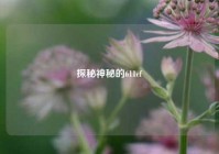 探秘神秘的611cf