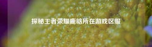 探秘王者荣耀鹿晗所在游戏区服
