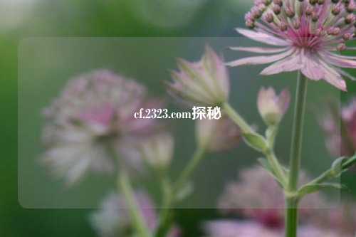 cf.2323.com探秘